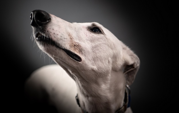greyhound fear afraid