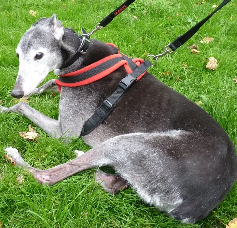 Dog harness for senior greyhounds