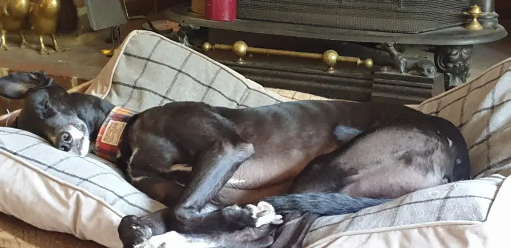 Greyhound cushion beds