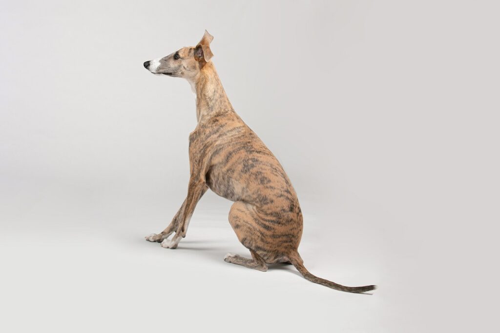brown greyhound sitting