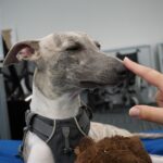 cute greyhound nose