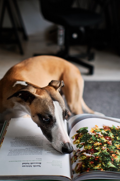 greyhound and cookbook