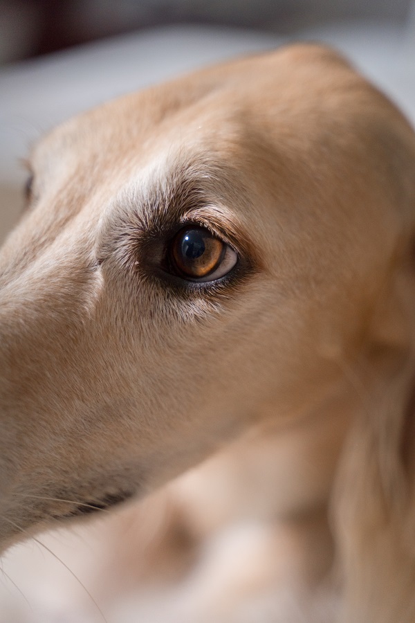 greyhound eyes