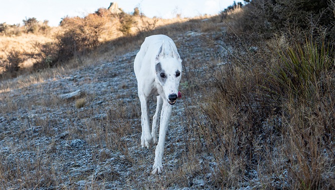 white greyhound walking