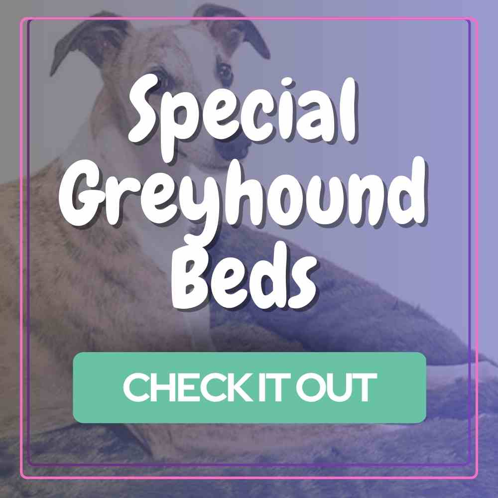 greyhound dog bed