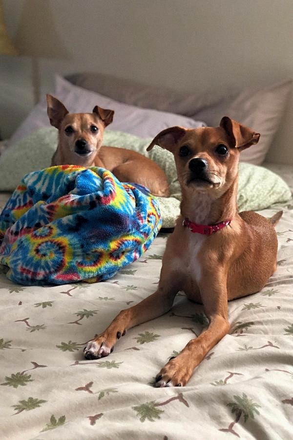 two Whippet Chihuahua