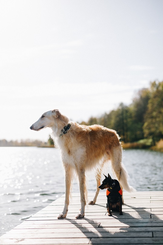 borzoi looking into the water