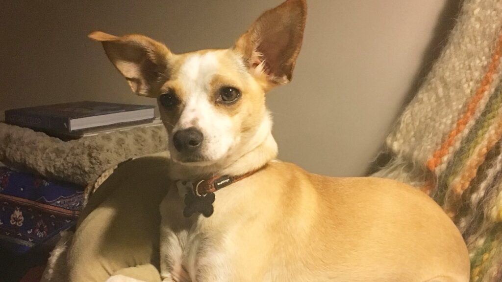 Chihuahua Whippet Mix Chi Whip Guide!