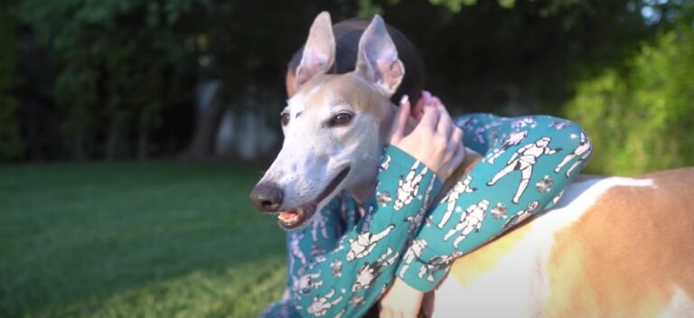 jenna marbles greyhound
