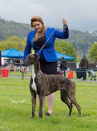 dark greyhound in dog show
