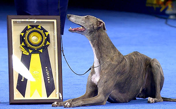 greyhound show dog