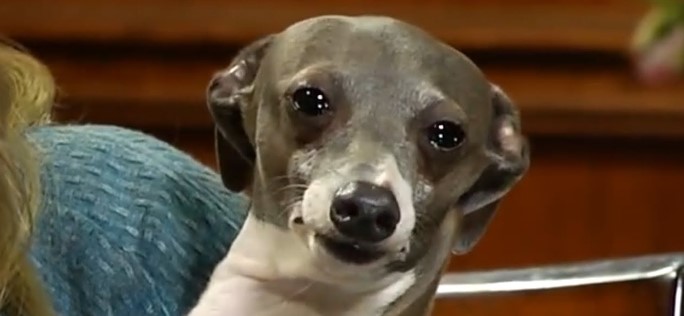 jenna marbles italian greyhound