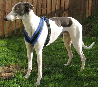 Dog harness for racing greyhounds