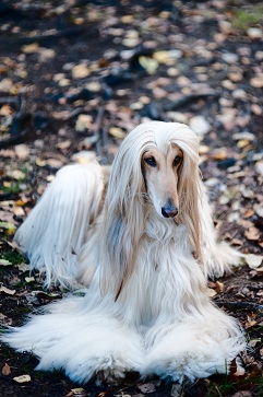 afghan hound sighthound
