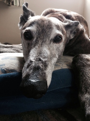 aging greyhound