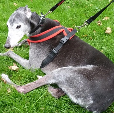an older greyhound