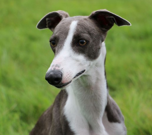 blue and white whippet