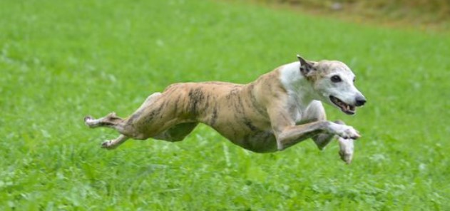 brown brindle whippet running