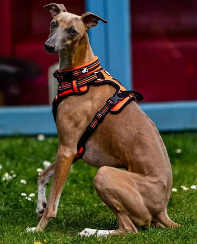 brown greyhound with harness