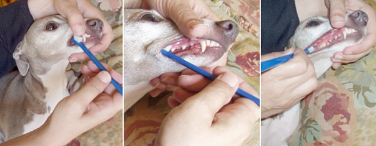 brushing italian greyhound's teeth