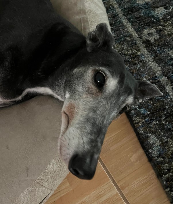 caring for old greyhound