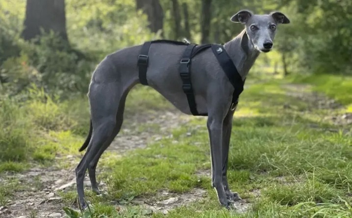 dark greyhound in the forest