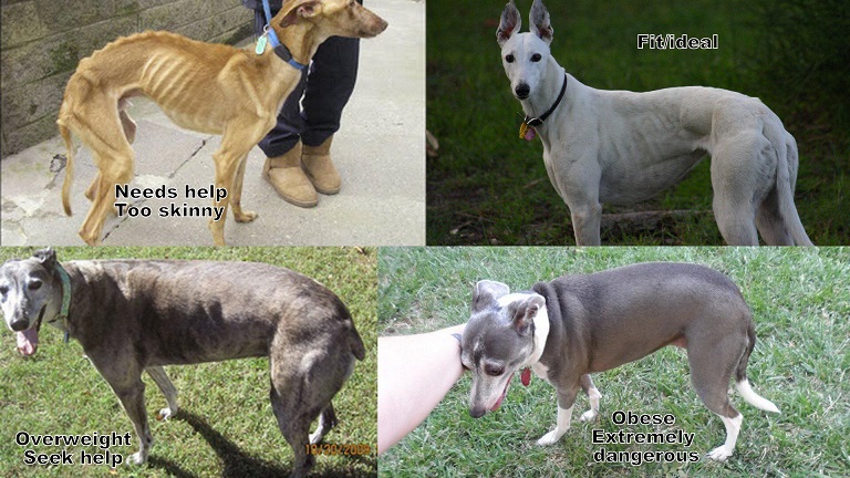 greyhound fat variations