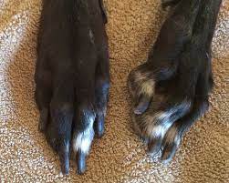greyhound long nails