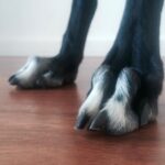 greyhound nail care
