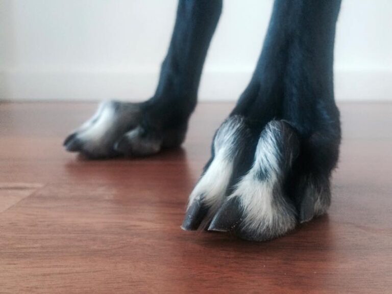 greyhound nail care