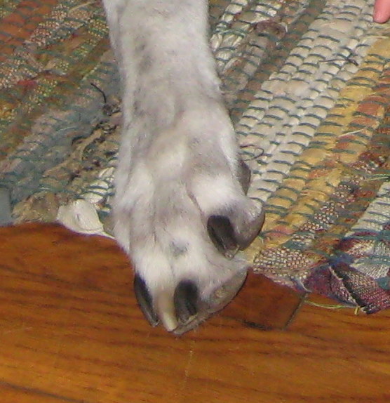 greyhound nail maintenance