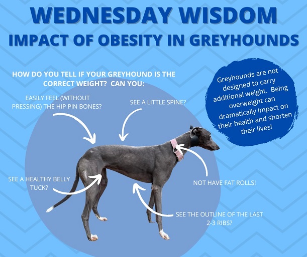 identify obese greyhounds