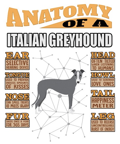 italian greyhound anatomy