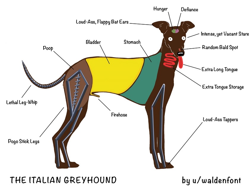 italian greyhound body