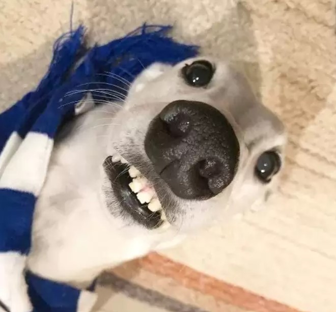 italian greyhound showing teeth