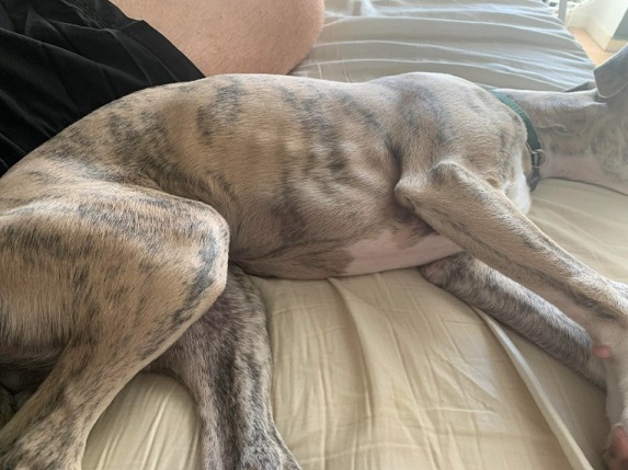 overweight whippets body