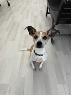 cute jack russell mix