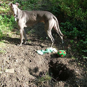 dark greyhound burrow