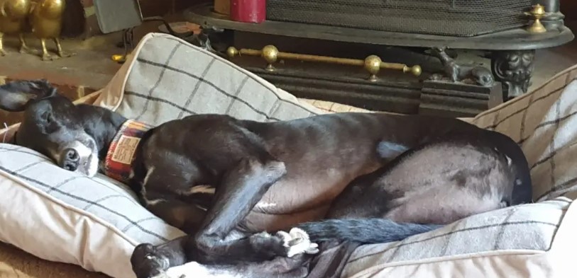 greyhound cushion beds