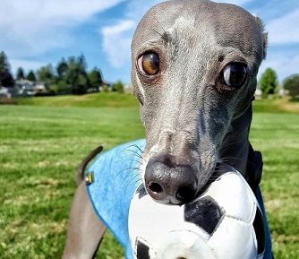 greyhound playing with toy