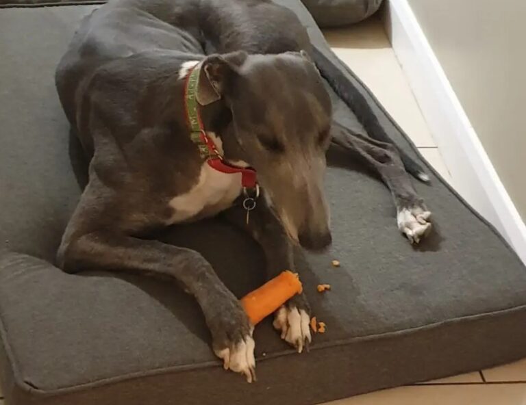 10 Best Dog Beds For Greyhounds (July 2023)