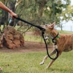 greyhound tugging leash