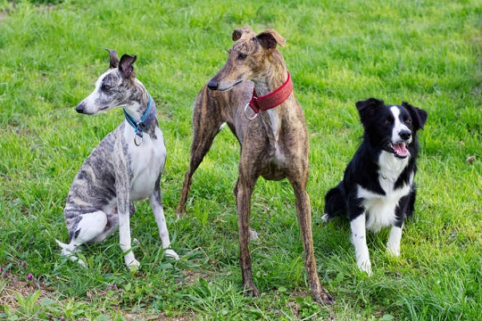 two whippets and a border collie