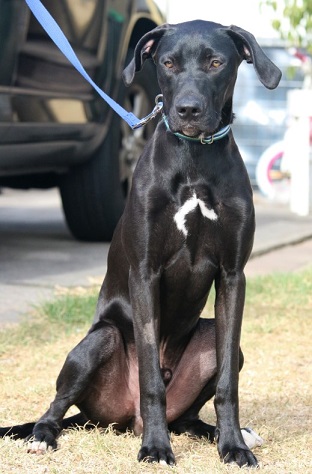 black weimaraner greyhound mix