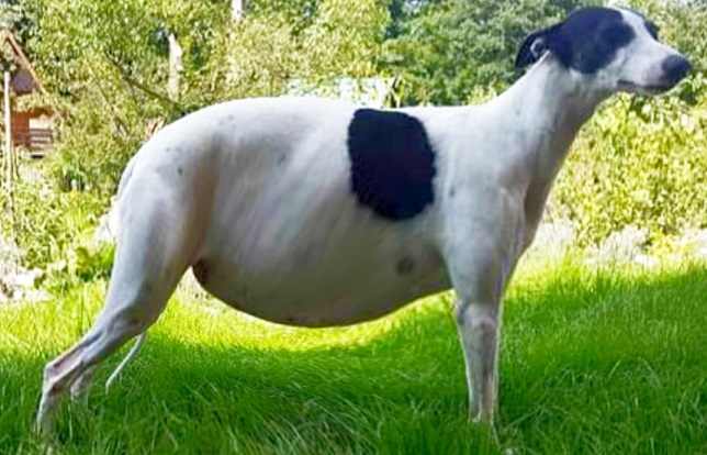 black white greyhound