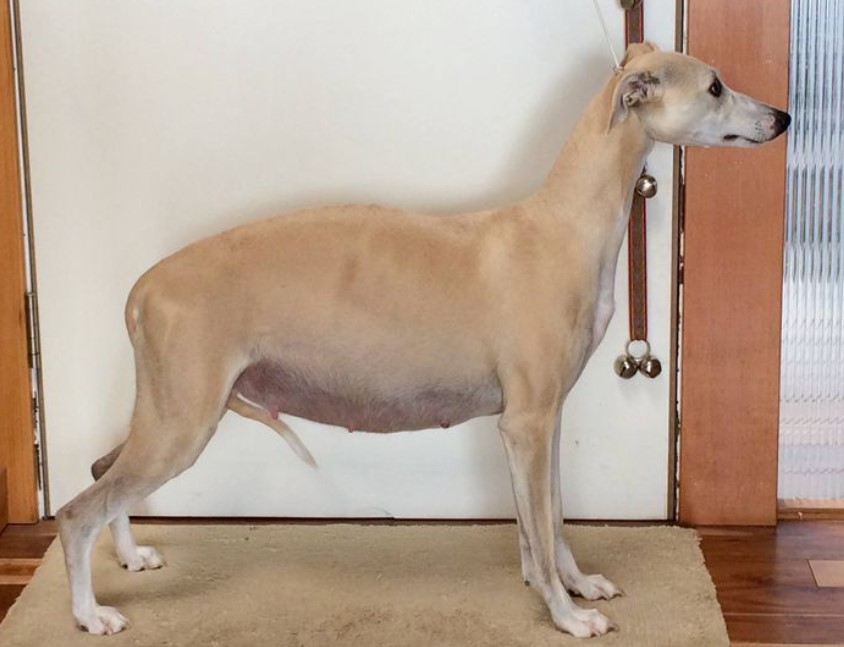 very pregnant greyhound